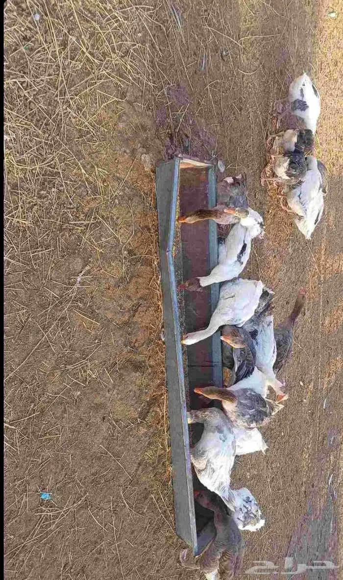 وز بلدي 2