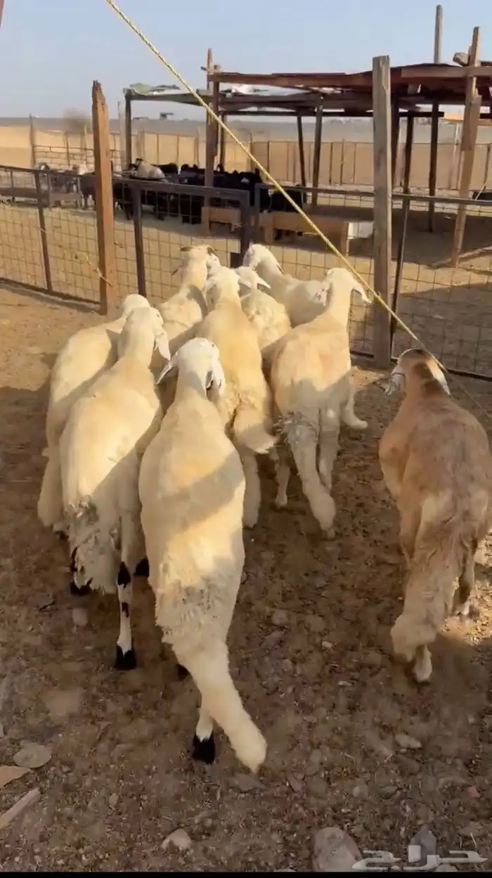 غنم مرابي بر نظيف شرط 2