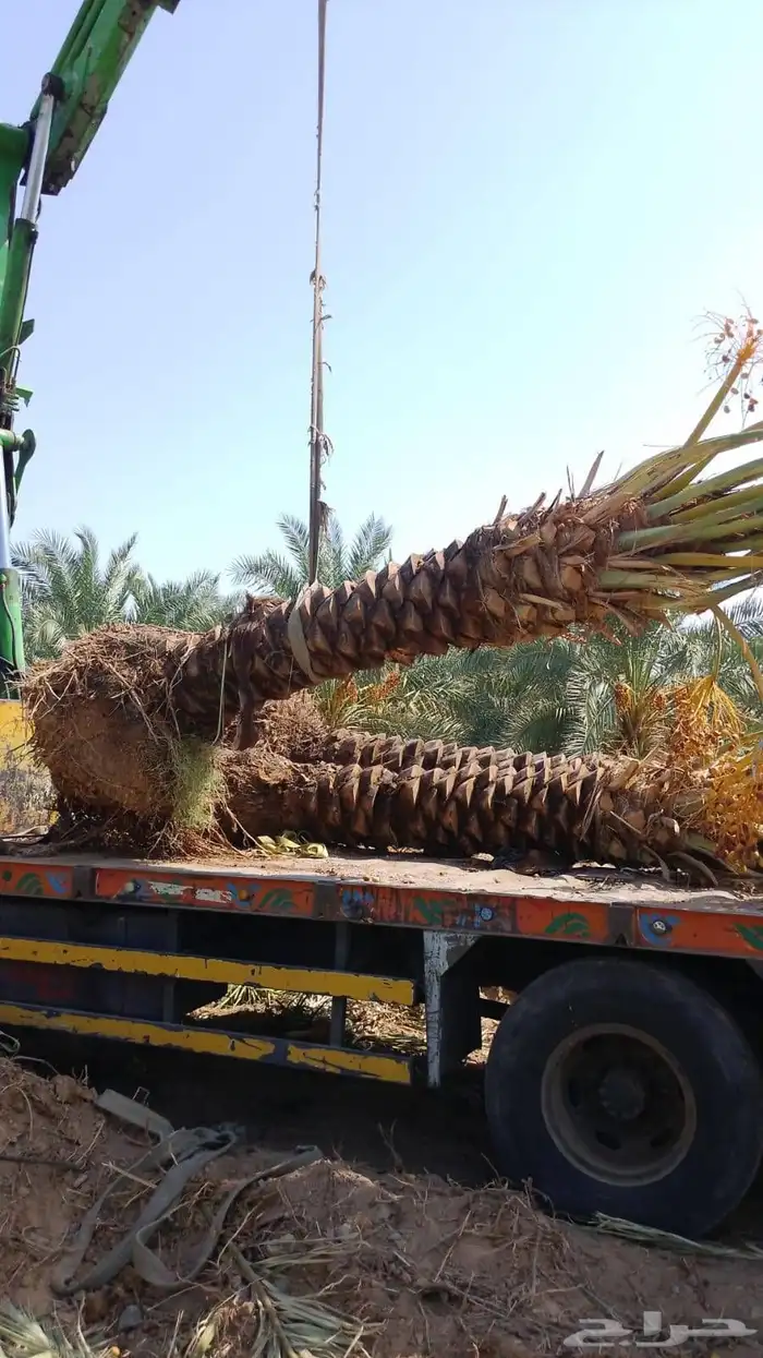 نخيل عربي من جميع الانواع والمقاسات 5
