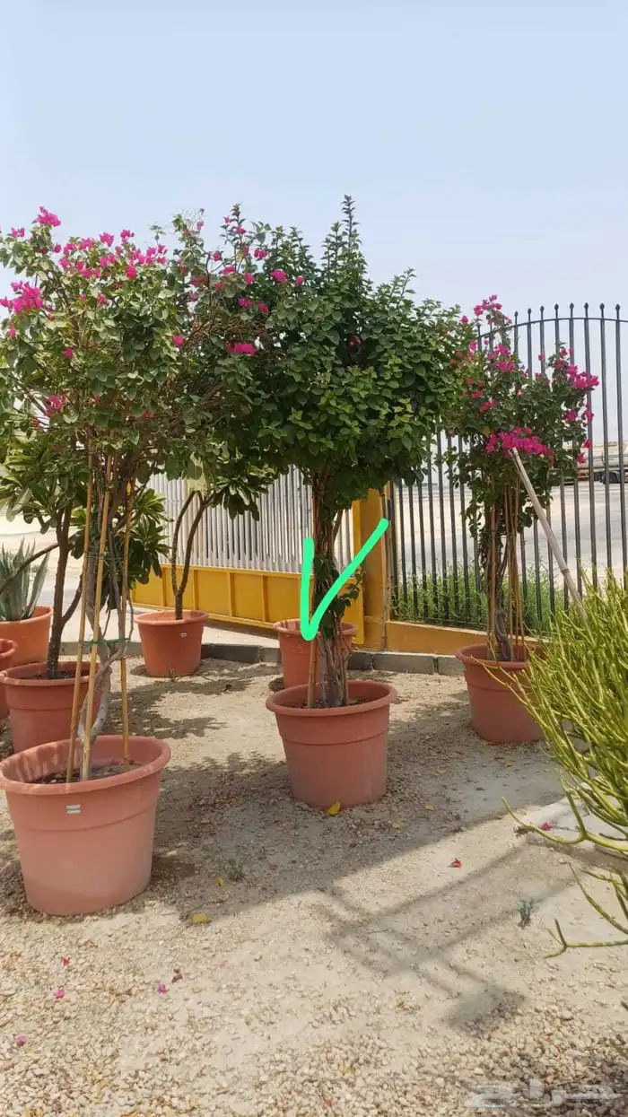 زراعه اشجار 6