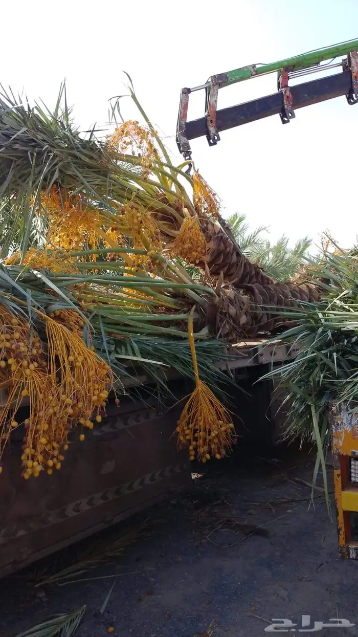 نخيل عربي من جميع الانواع والمقاسات 6