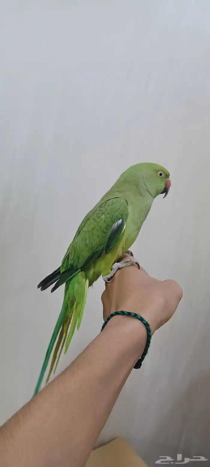 دره او بيبيه 1