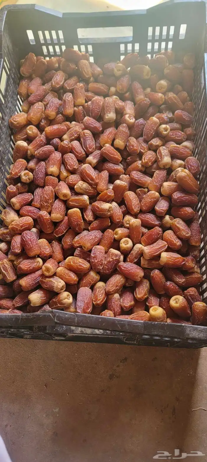 متوفر جميع انواع التمور خضري  اخلاص  سري  صقعي مجدول  مشكلا 5