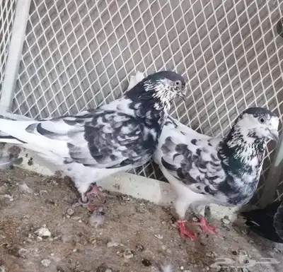 جوز باكستاني index