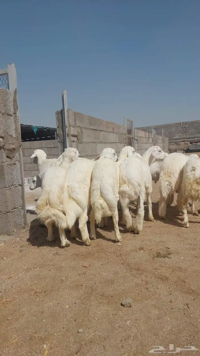 ذبايح للبيع طليان وتيوس 2