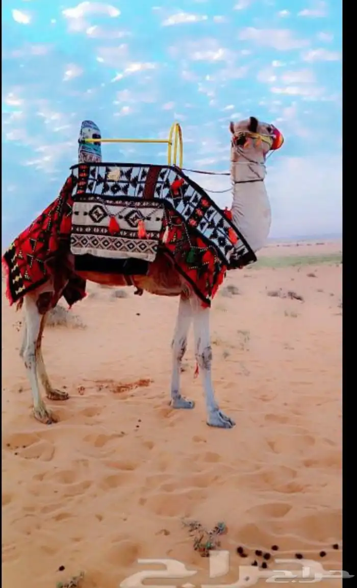 اجار جمال ركبي وا خيول وا دبابات بي اليوم وا الاسبوع 5