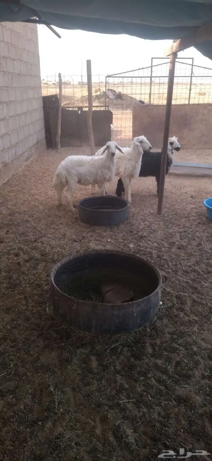 للبيع طليان حريات 2