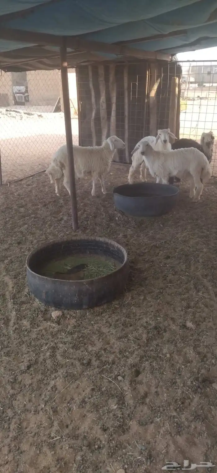للبيع طليان حريات 0