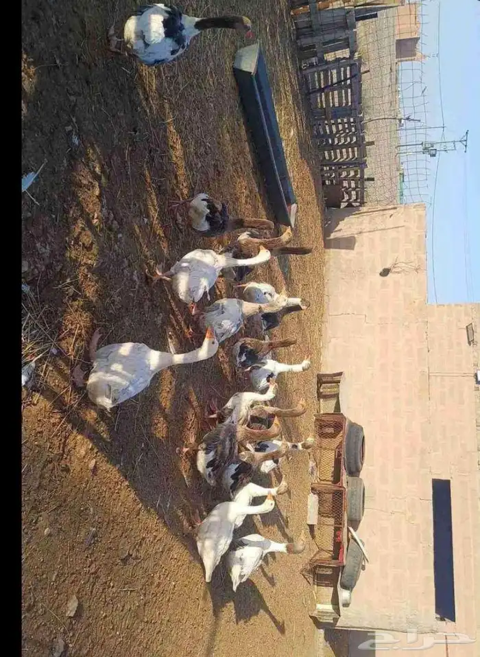 وز بلدي 0