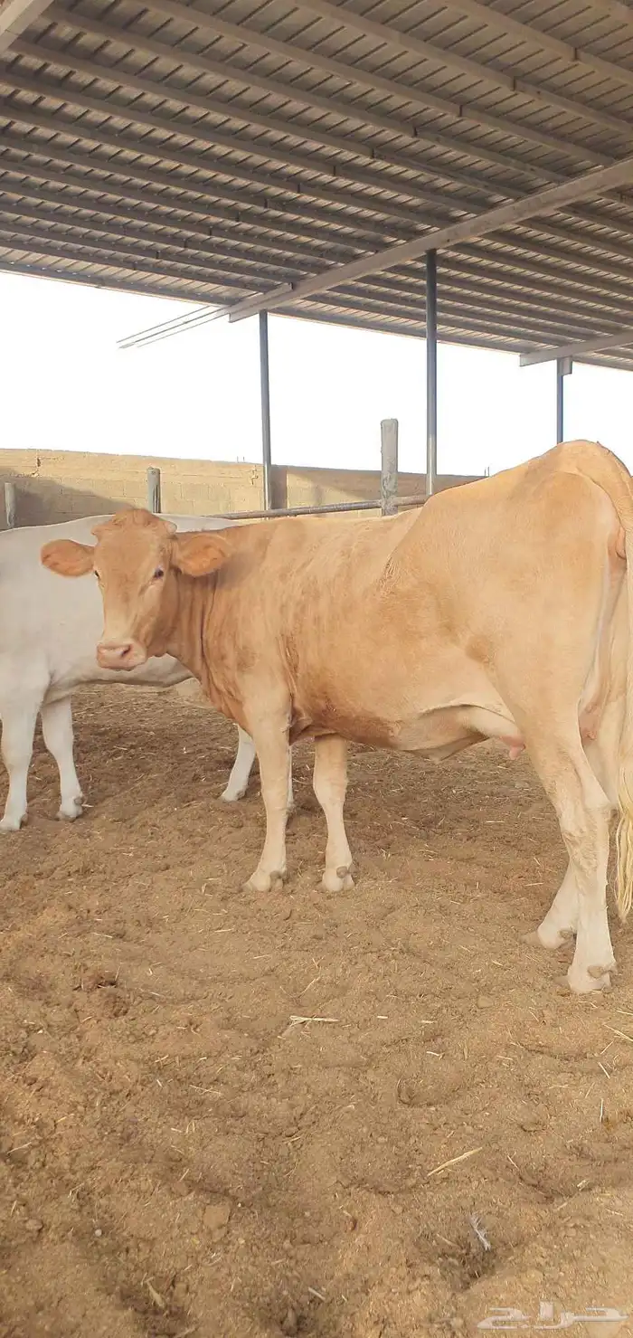 بقره دنمركيه اصل بيور لقاح بقر 9