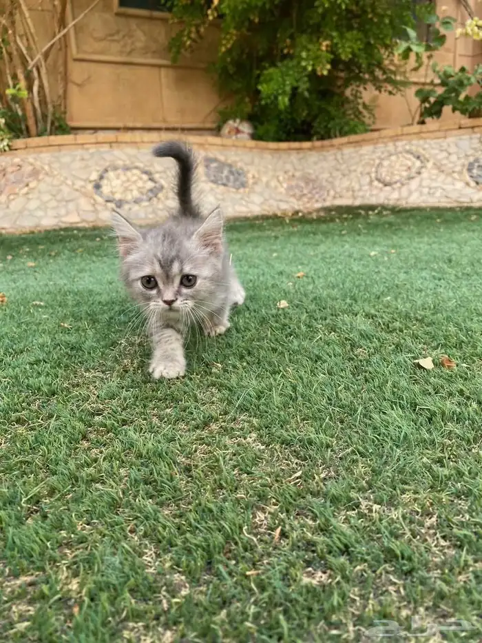 سكوتش فولد مطعمين للبيع ولايوجد تبني 9