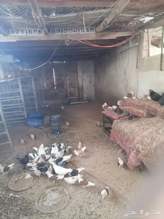 حمام طيور للبيع في الاحساء 0