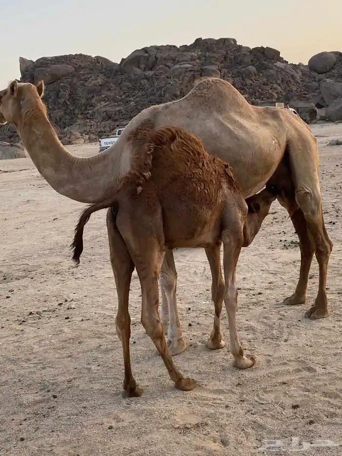 سلام عليكم ورحمة الله وبركاته 1