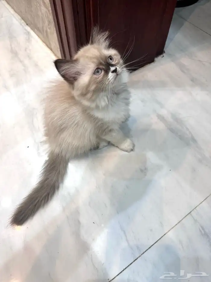 قطط هملايا بلو راغدول مكس هملايا هملايا 4
