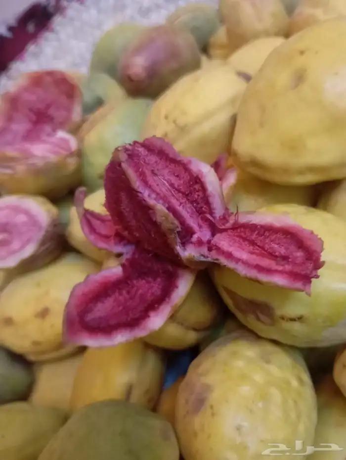 لوز احمر قطيفي 3