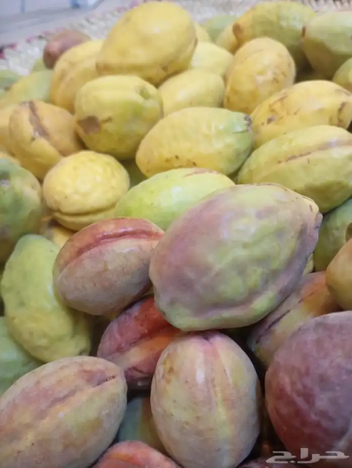 لوز احمر قطيفي 2