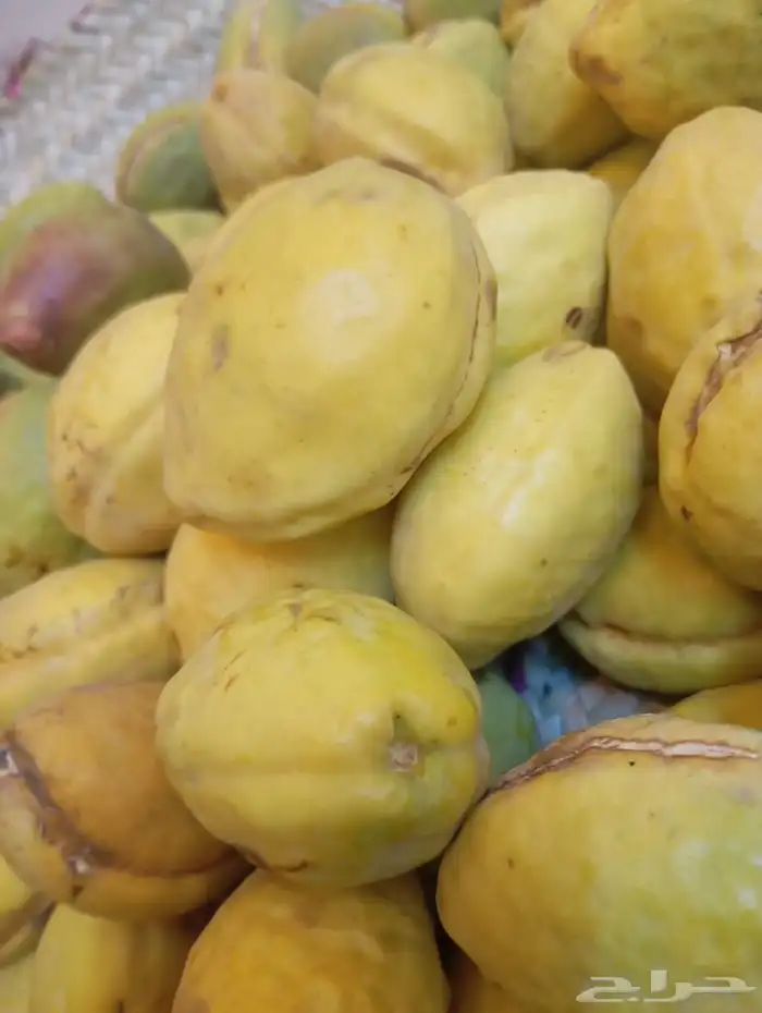 لوز احمر قطيفي 0