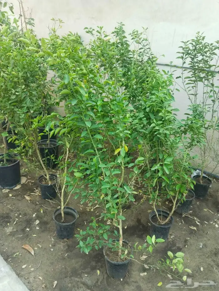 زراعه اشجار 1