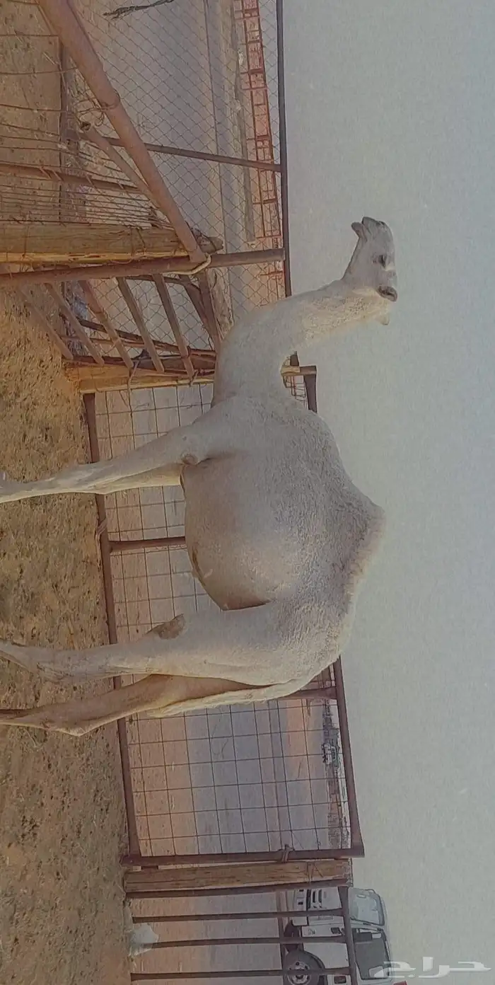 بكره تماميه كفو 2
