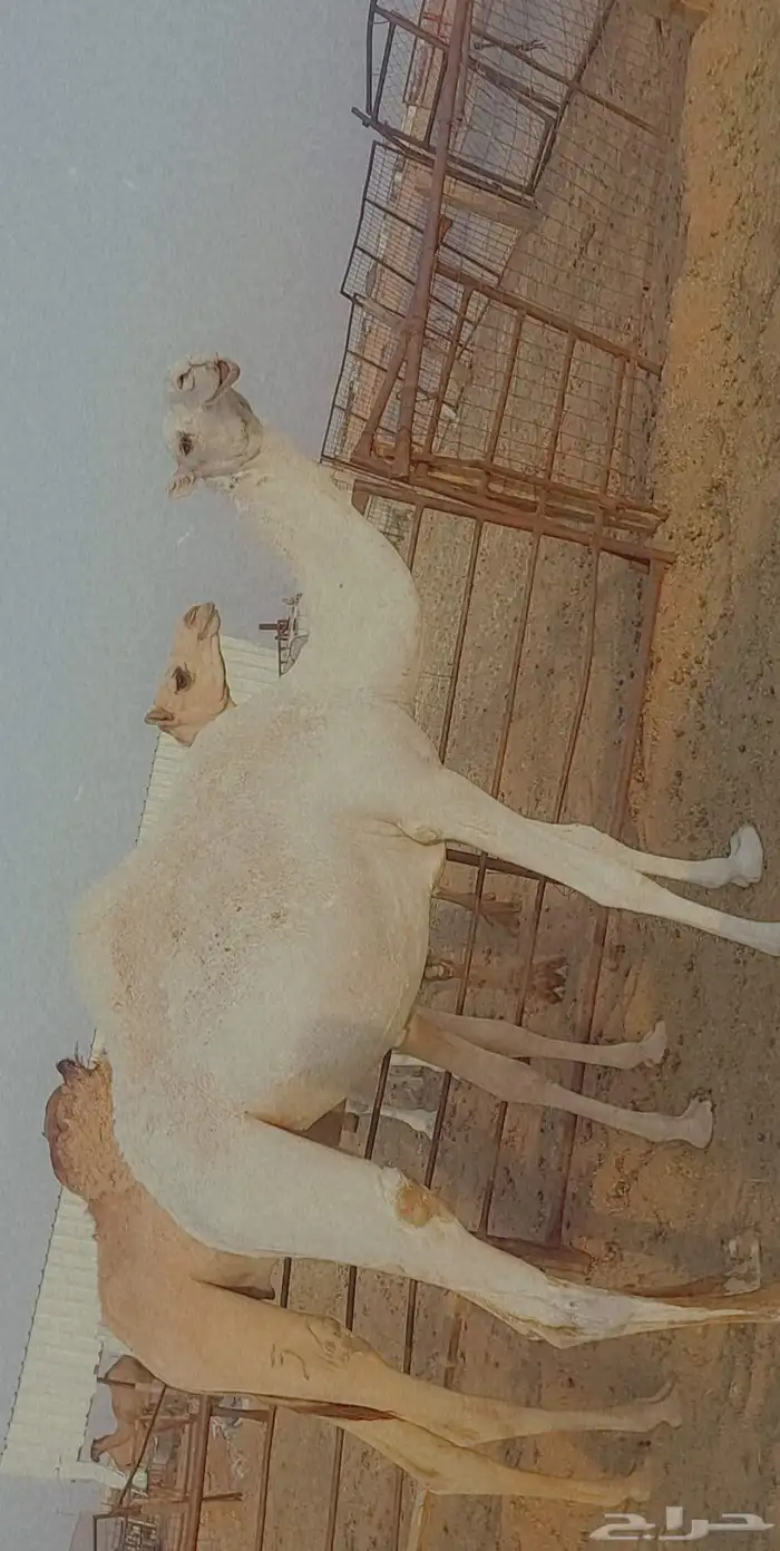 بكره تماميه كفو 6
