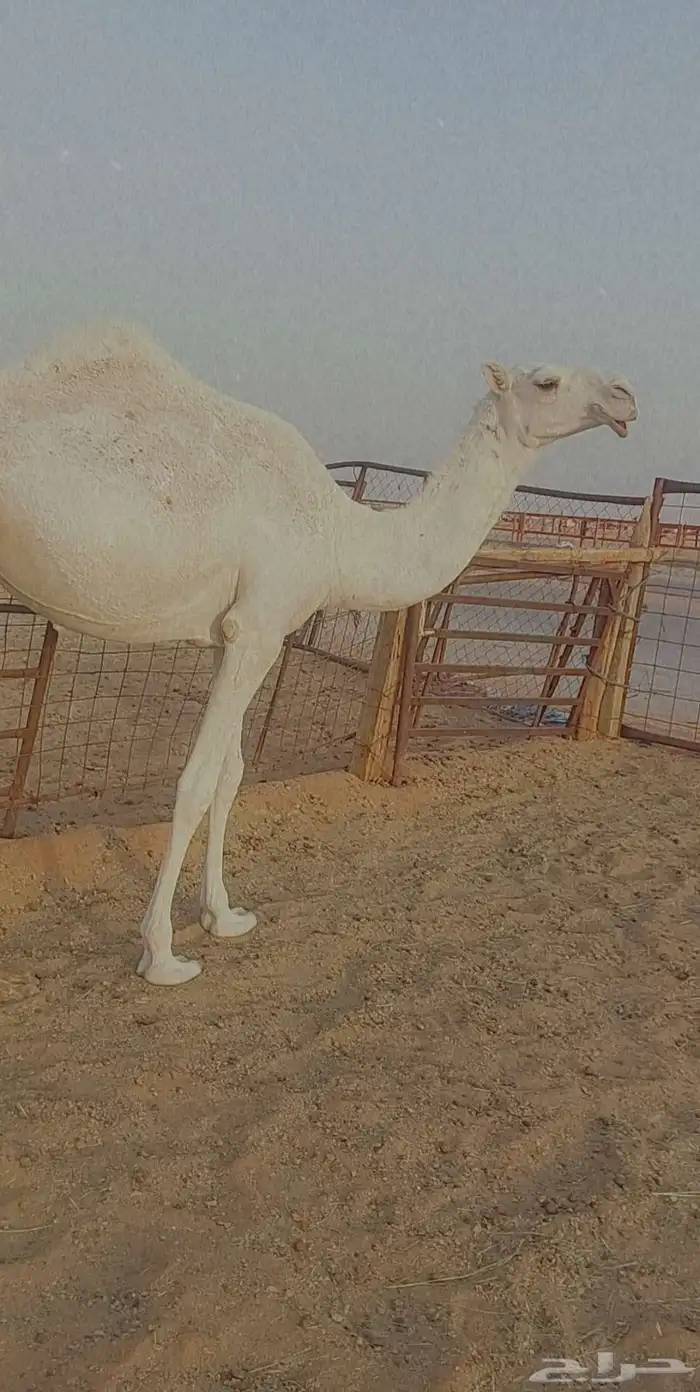 بكره تماميه كفو 1