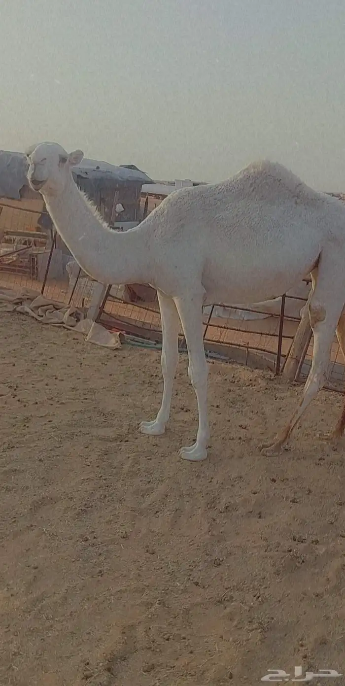 بكره تماميه كفو 7