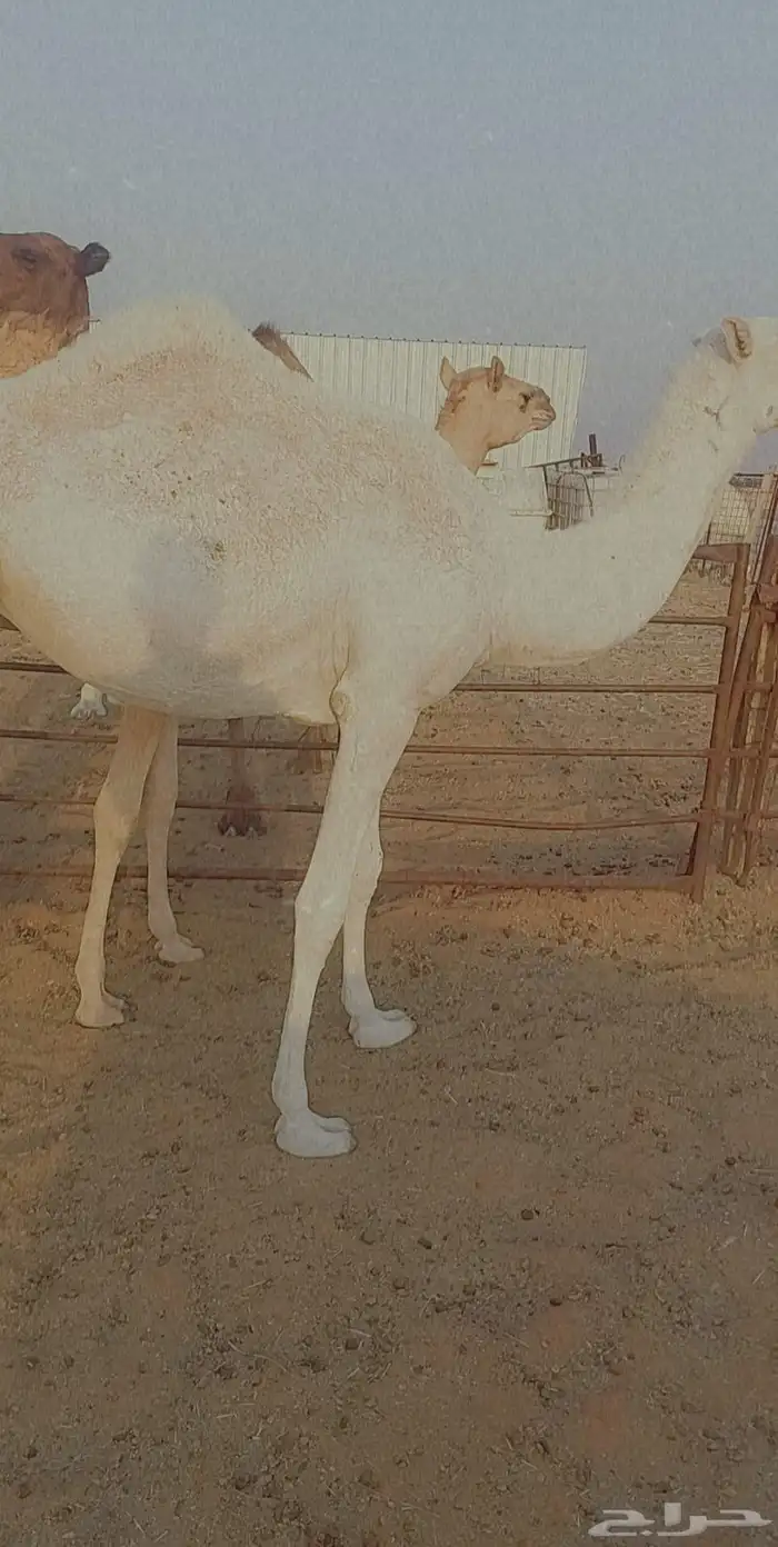 بكره تماميه كفو 5