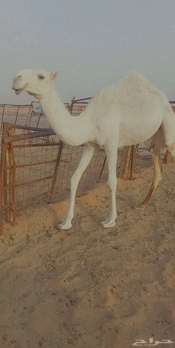 بكره تماميه كفو 4