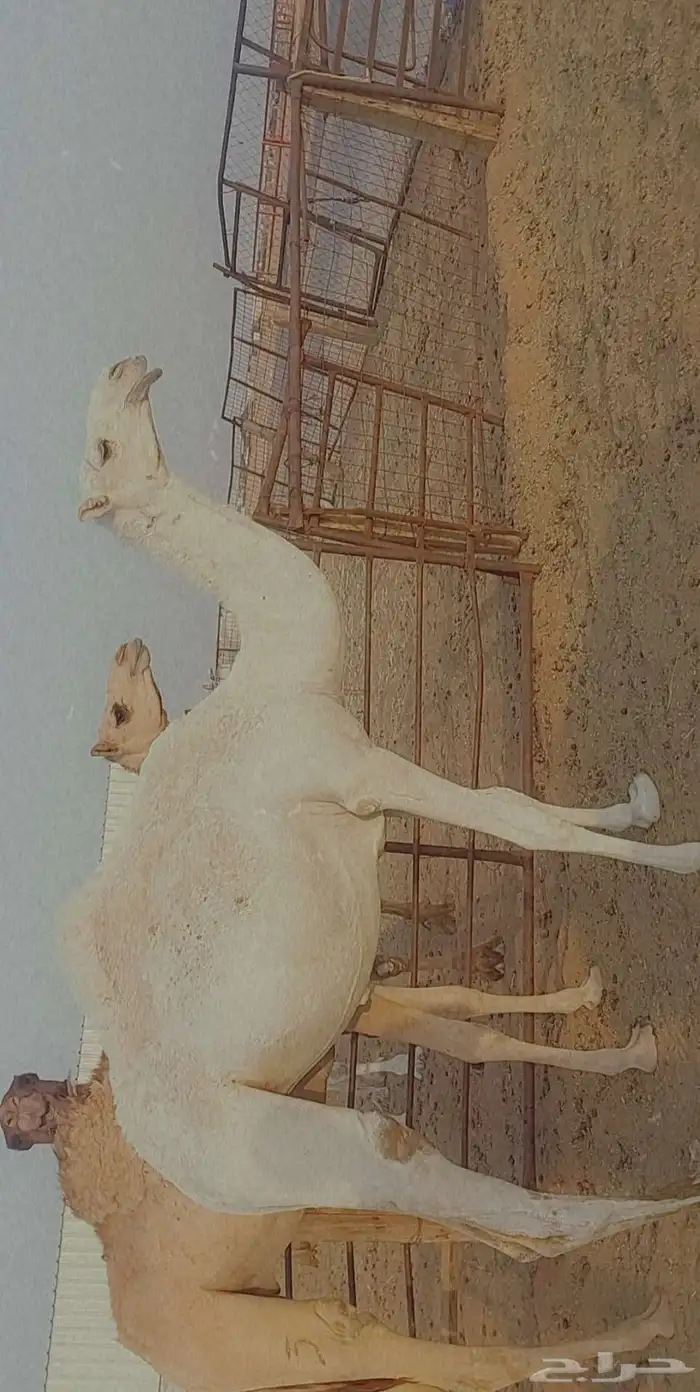 بكره تماميه كفو 3