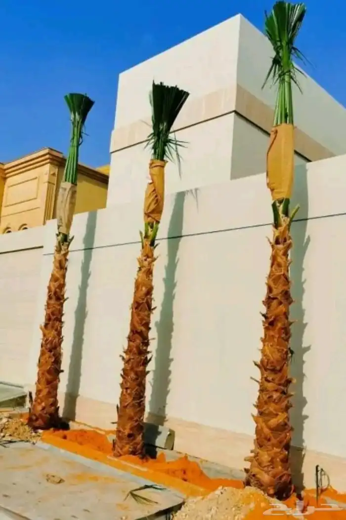 نخل واشنطن امريكي درجة اولى 0