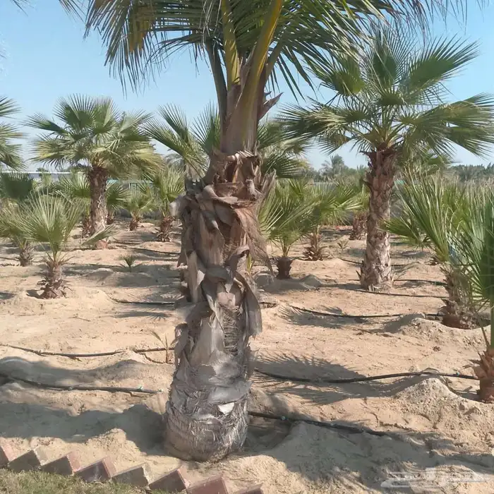 ابوياسين لبيع جميع انواع النخيل البلدي والواشنطن والفسيل 7