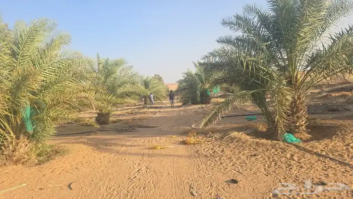 نخل مثمر مشاء الله تبارك الله 5