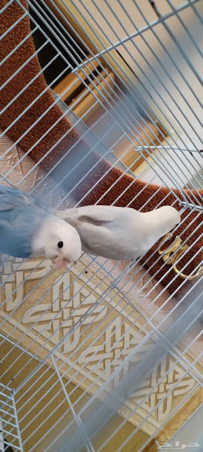زوج روز 2