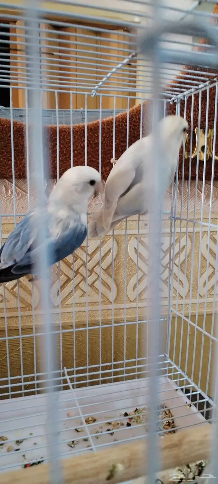 زوج روز 0
