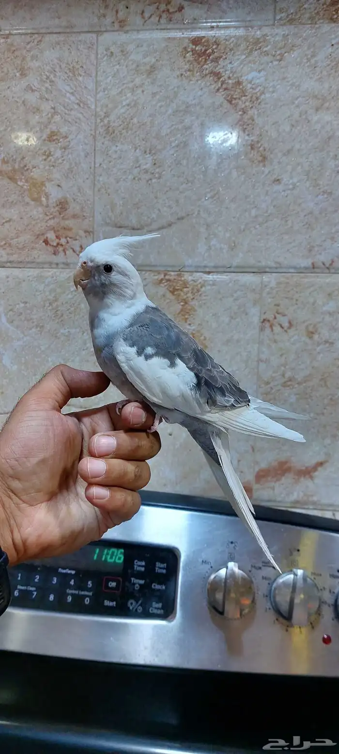 كروان بايد أليف 1