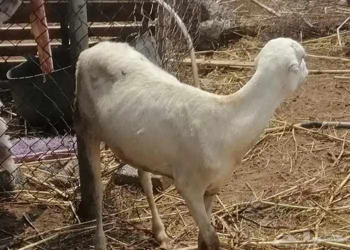 ضان للبيع عددها ( 6 ) 0