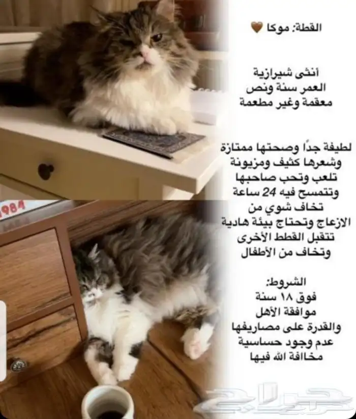 قطة للتبني مع كامل أغراضها 0