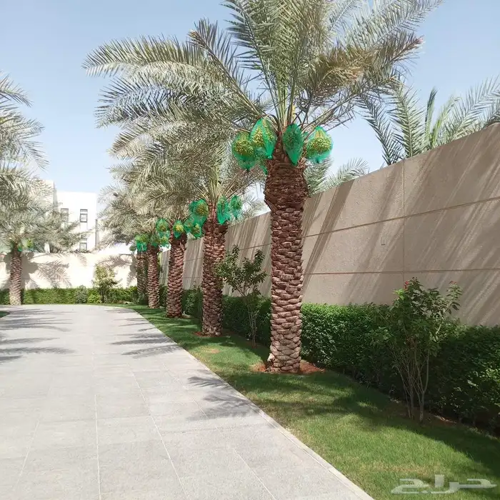 شغل النخيل كل ما يلزم التمر قصان الاسيب الناشف تكريب تحويض م 5