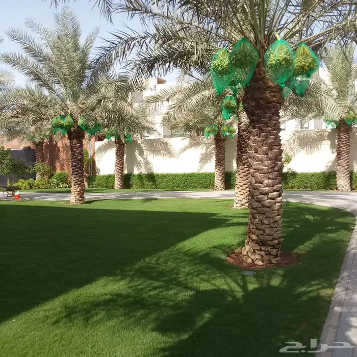 شغل النخيل كل ما يلزم التمر قصان الاسيب الناشف تكريب تحويض م 1