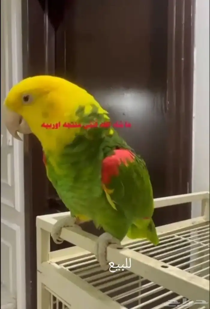 أنثى دبل يلوهد اكستريم 0