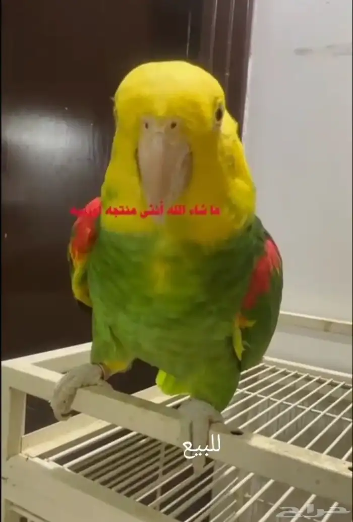 أنثى دبل يلوهد اكستريم 1