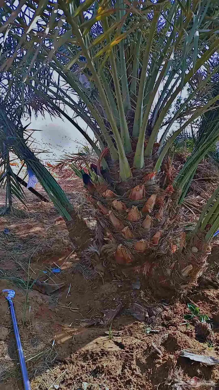 يوجد لدينا جميع انواع النخيل الى جميع أنحاء المملكة 5