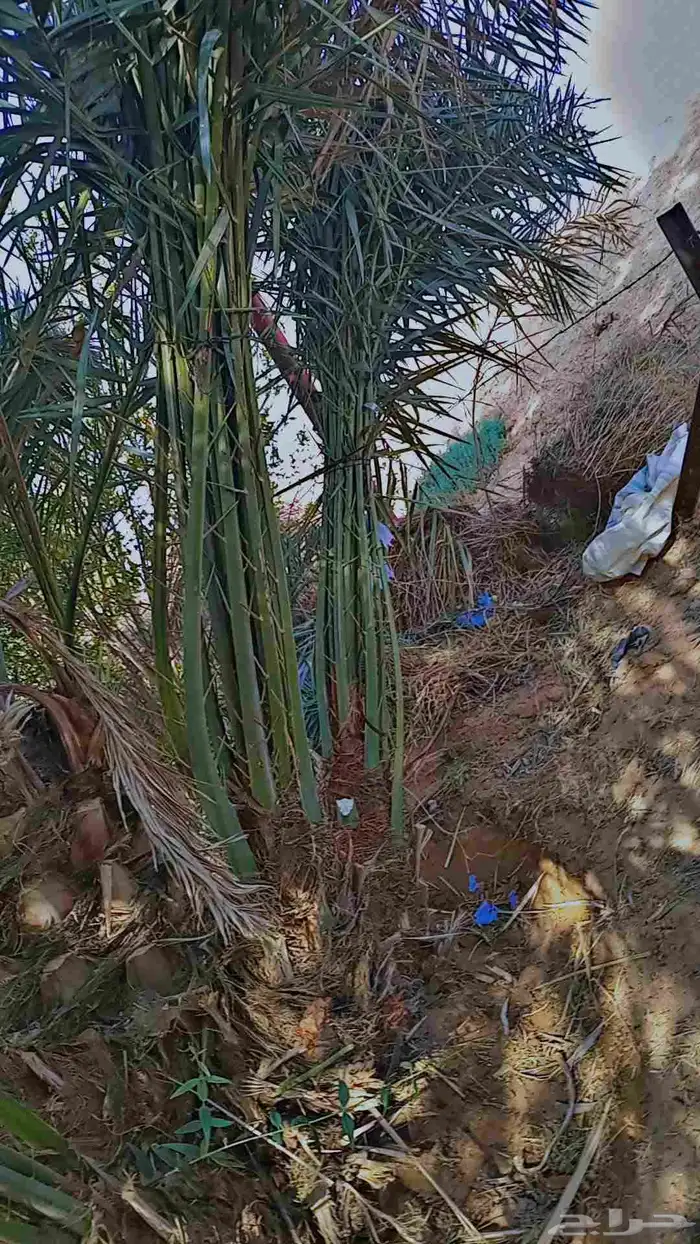 يوجد لدينا جميع انواع النخيل الى جميع أنحاء المملكة 7