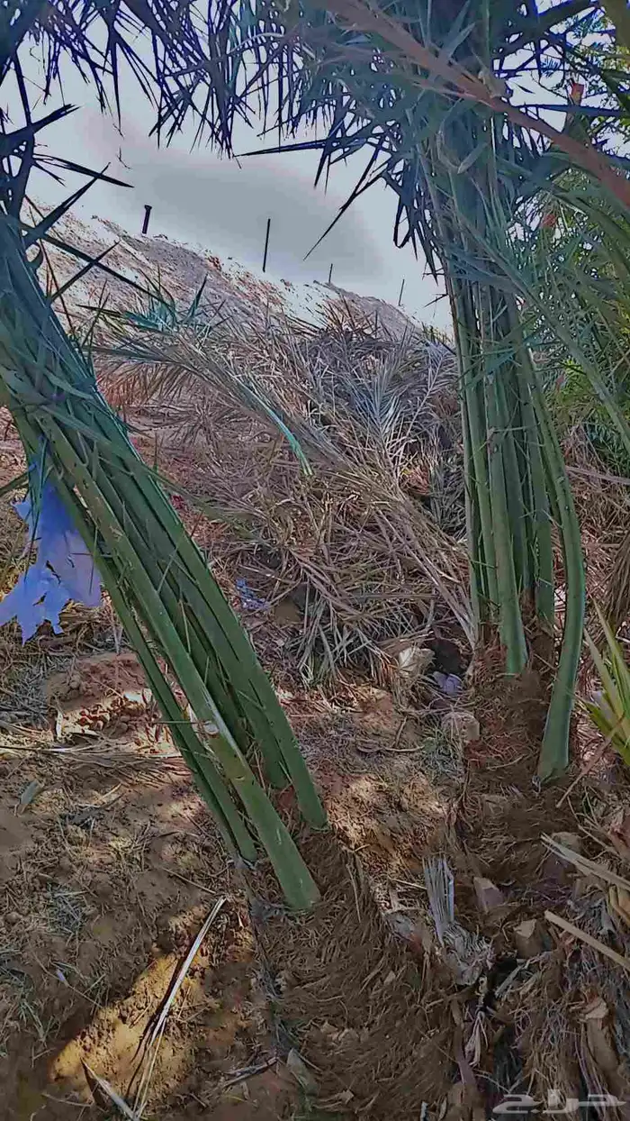 يوجد لدينا جميع انواع النخيل الى جميع أنحاء المملكة 3
