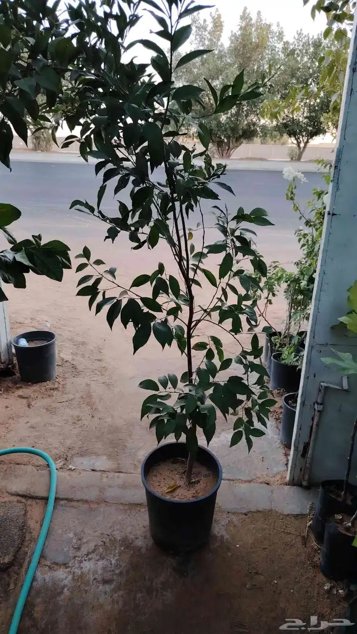 برتقال ويوسفي وليمون زهير وليمون بلدي توريك في جميع المملكه 3