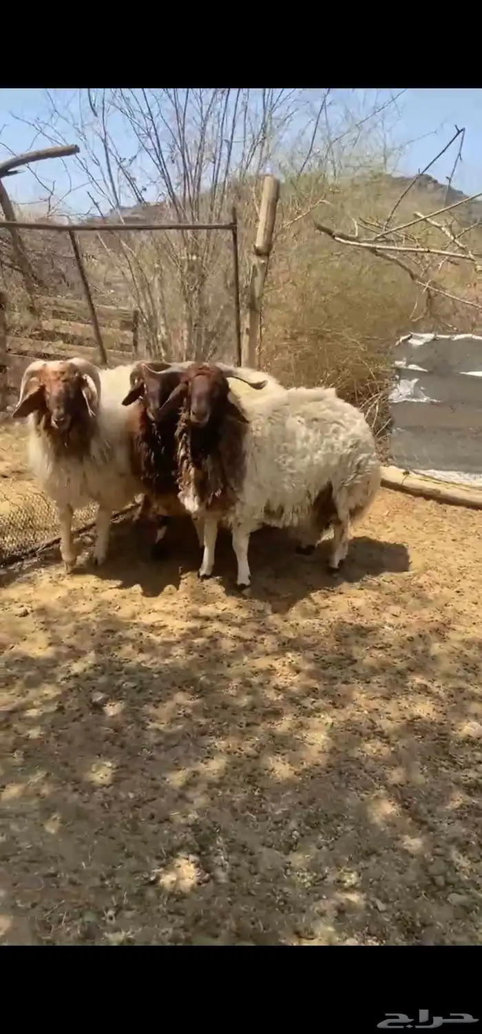 طليان نعيمي 0