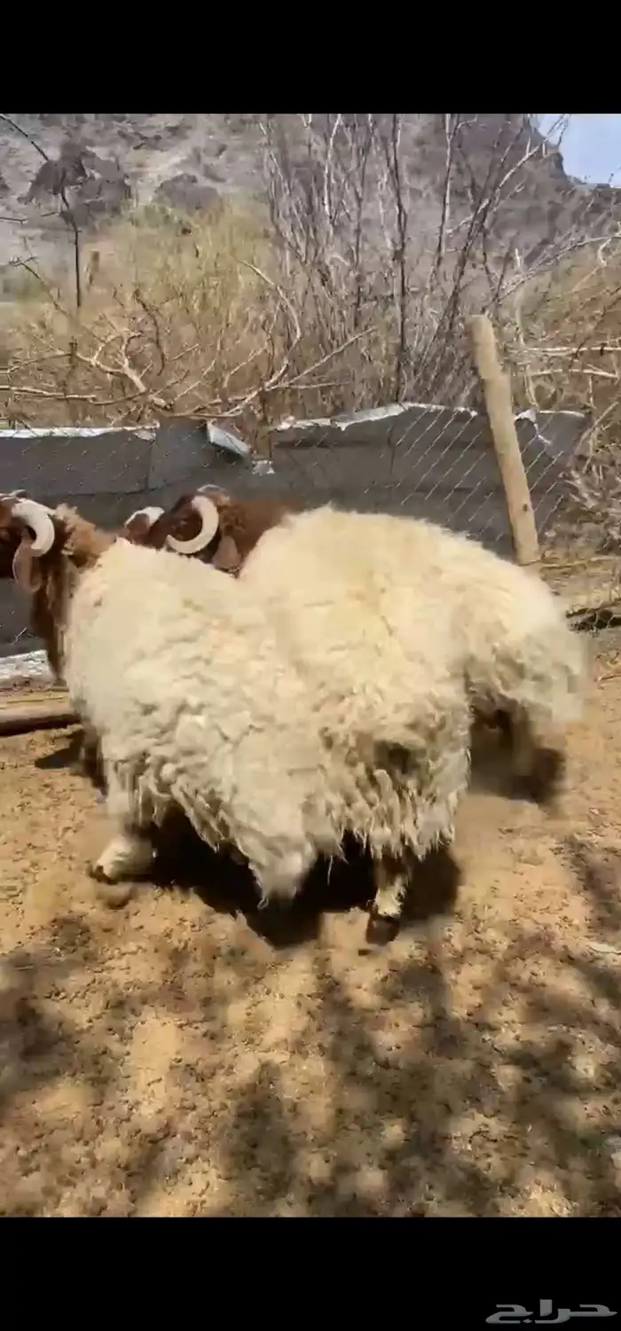 طليان نعيمي 1