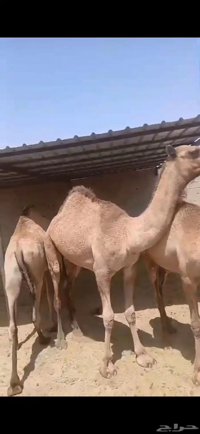 للبيع حشوا العدد 2 وحشوا العدد 3 2