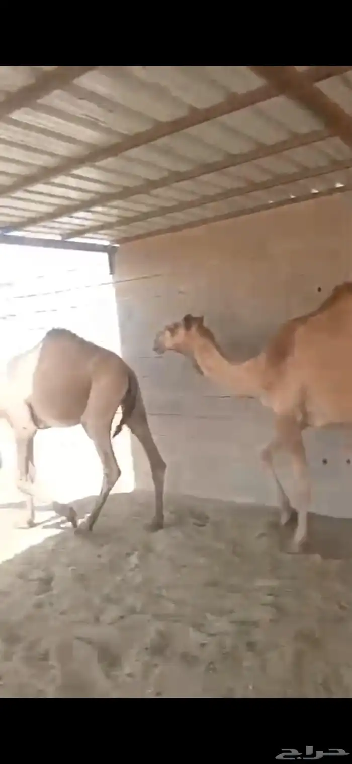 للبيع حشوا العدد 2 وحشوا العدد 3 0