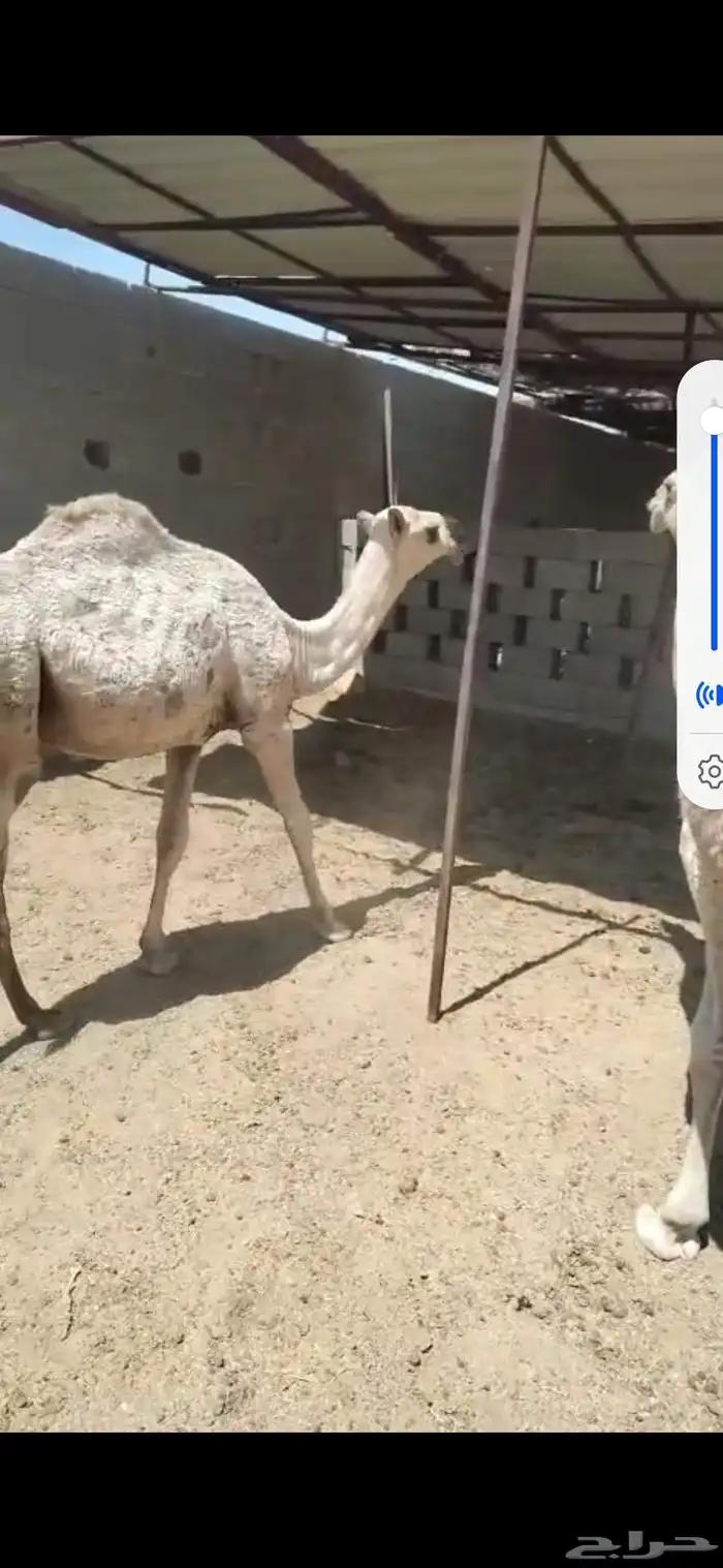 للبيع حشوا العدد 2 وحشوا العدد 3 6